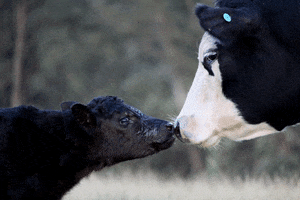 We Belong Together Baby GIF by Mercy For Animals