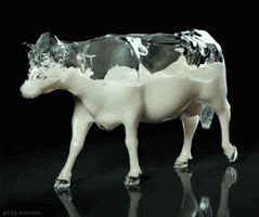 milk cows GIF