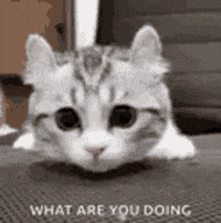 What You Doing Gifs Get The Best Gif On Giphy