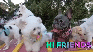 French Bulldog Friends GIF by WoofWaggers