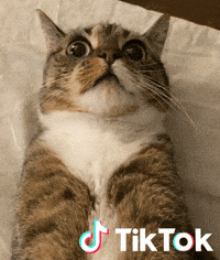 Chat Drole GIFs - Find & Share on GIPHY
