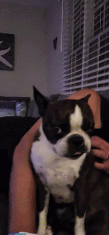 Happy Dogs GIF by No Cheese Records