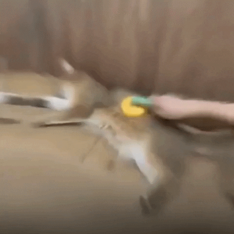 GIF animatu