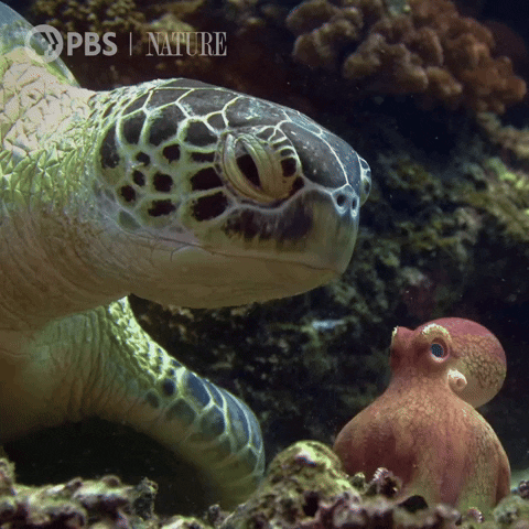 Sea Turtle Ocean GIF by Nature on PBS