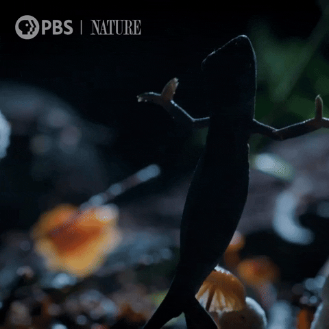 Pbs Nature Dance GIF by Nature on PBS