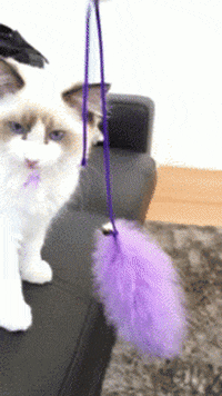 Best feather toy GIFs - Primo GIF - Latest Animated GIFs