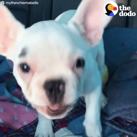 French Bulldog Gifs Get The Best Gif On Giphy