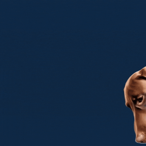 Dog Relax GIF by New Mediacheck GmbH