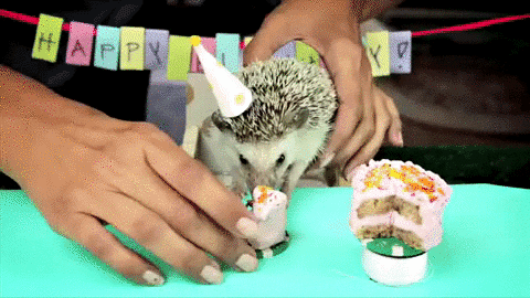  party birthday happy birthday cake hedgehog GIF