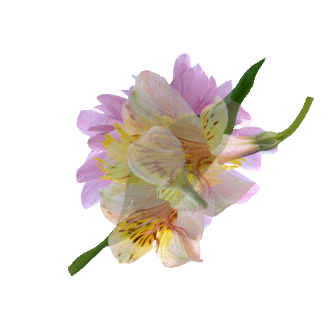 Blooms Sticker by D&V Philippines