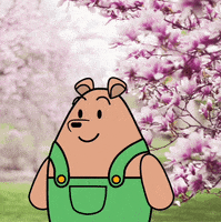 Blooming Cherry Blossom GIF