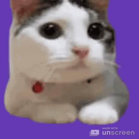 Oh No Cat GIF by Unscreen