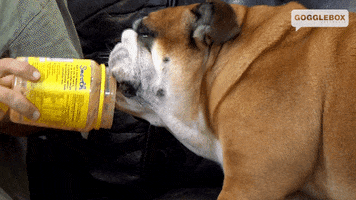 Peanut Butter Dog GIF by Gogglebox Australia