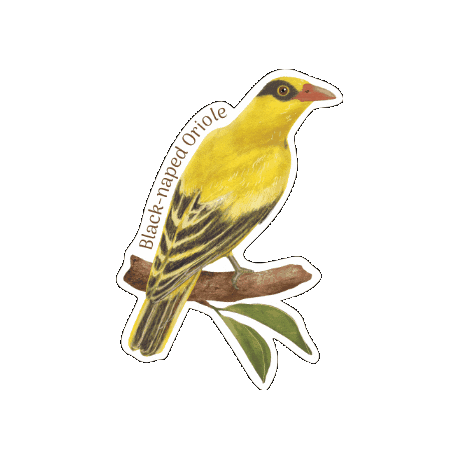 Oriole Sticker