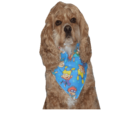 Cocker Spaniel Lady Sticker by Geekster Pets for iOS & Android