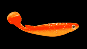 Fish Goldfish GIF by FRDMSK