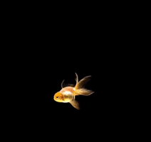 Water Fish GIF