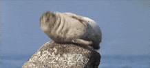 Video gif. Chubby seal lays on a large rock. The seal’s body pops up from the rock and then it looks around.