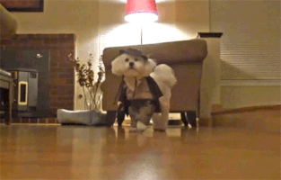 barbaraloh halloween GIF