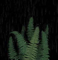 rain pouring GIF by Sasha Katz