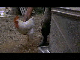 dash  GIF