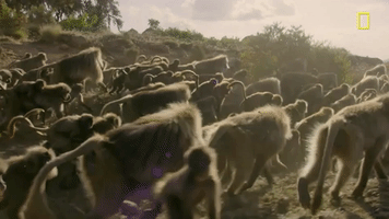 nat geo mountain GIF by National Geographic Channel