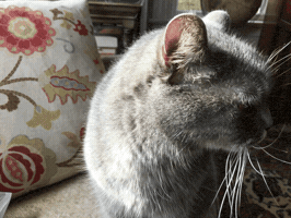 markmicheli jj the cat GIF