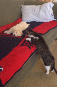 jantravell13gmailcom cat dog GIF