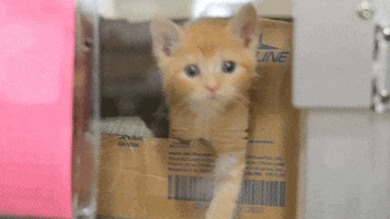 Cat Reaction GIF by ASPCA