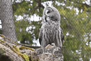 Bird Owl GIF by Natur- und Tierpark Goldau