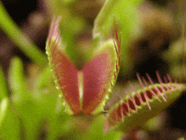 venus flytrap plant GIF