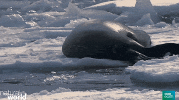 killer whale ice GIF by BBC Earth
