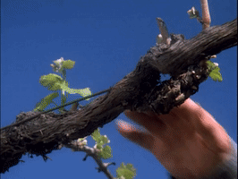 TIS star trek picard GIF