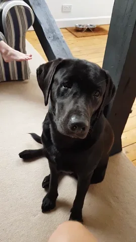 Labrador Retriever Cute Doggo GIF