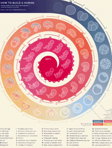 Liorá Parteiras Urbanas GIF