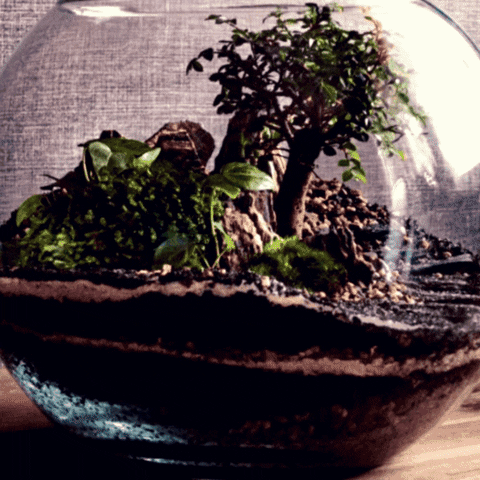 Earth Plant GIF by AquariumMe