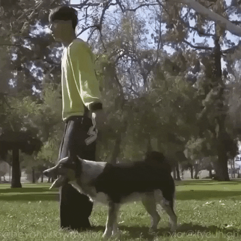 Dog Wow GIF by JustViral.Net