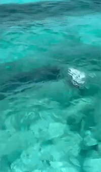 Hammerhead Shark Hunts Stingray in Shallow Water