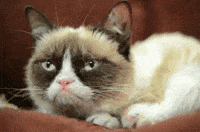 Cat-meow-angry GIFs - Get the best GIF on GIPHY