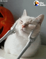 Cat Relaxing GIF by The Dodo