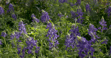 texas am flowers GIF by Texas A&M University