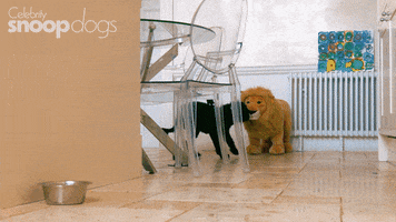 Channel 4 Dogs GIF by Stellify Media