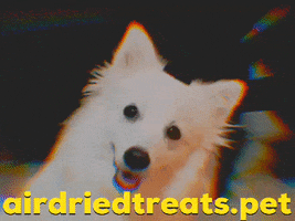 airdriedtreats cute dog what are you doing head tilt whatcha doin GIF