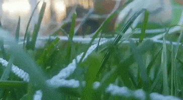 FairSport International GIF