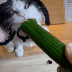 Hungry Tuxedo Cat GIF