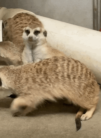 Meerkat GIF by Cincinnati Zoo