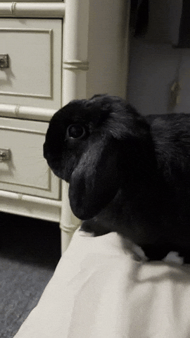 Bunny Rabbit GIF