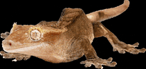ACReptileRescue GIF