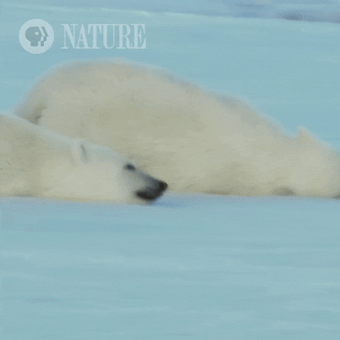 Polar Bears GIF by Nature on PBS