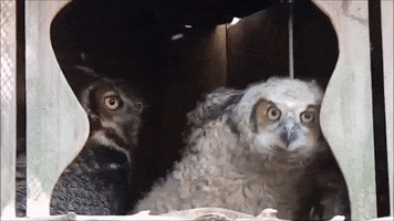 Owl GIF
